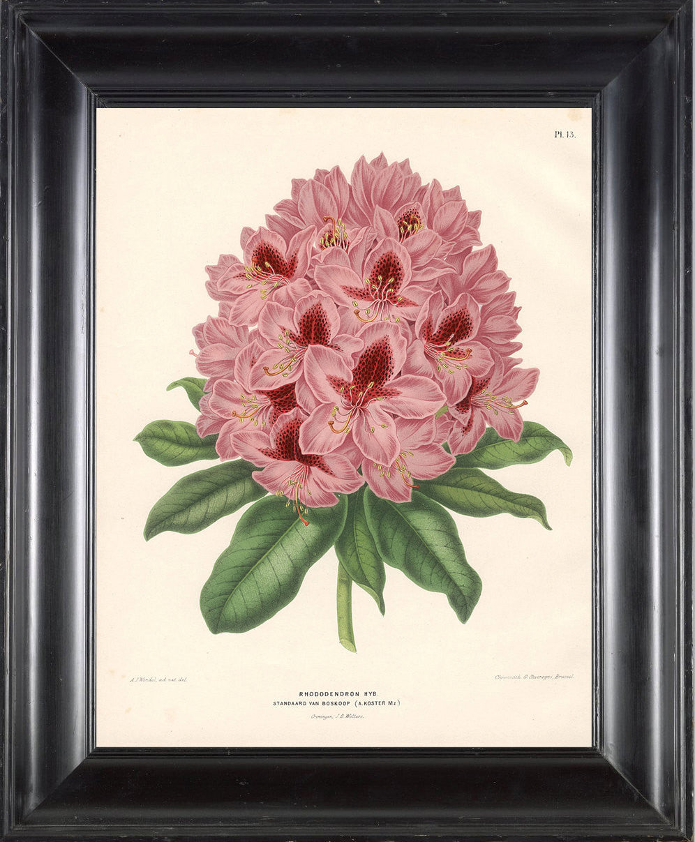 the-best-way-to-shop-botanical-print-wendel-botanical-art-print-3-beautiful-pink-rhododendron-flower-spring-summer-garden-plant-to-frame-sale_0.jpg