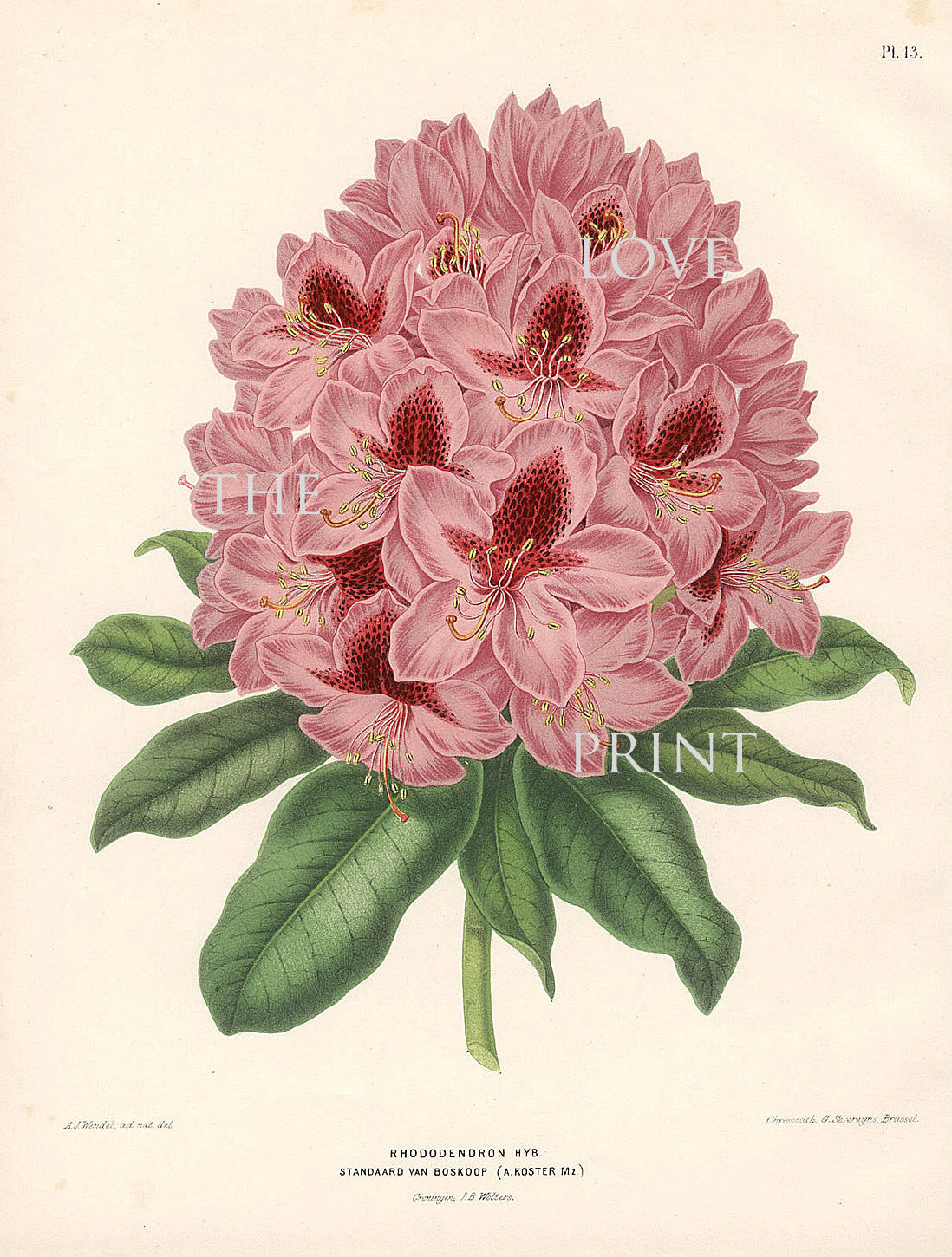 the-best-way-to-shop-botanical-print-wendel-botanical-art-print-3-beautiful-pink-rhododendron-flower-spring-summer-garden-plant-to-frame-sale_1.jpg