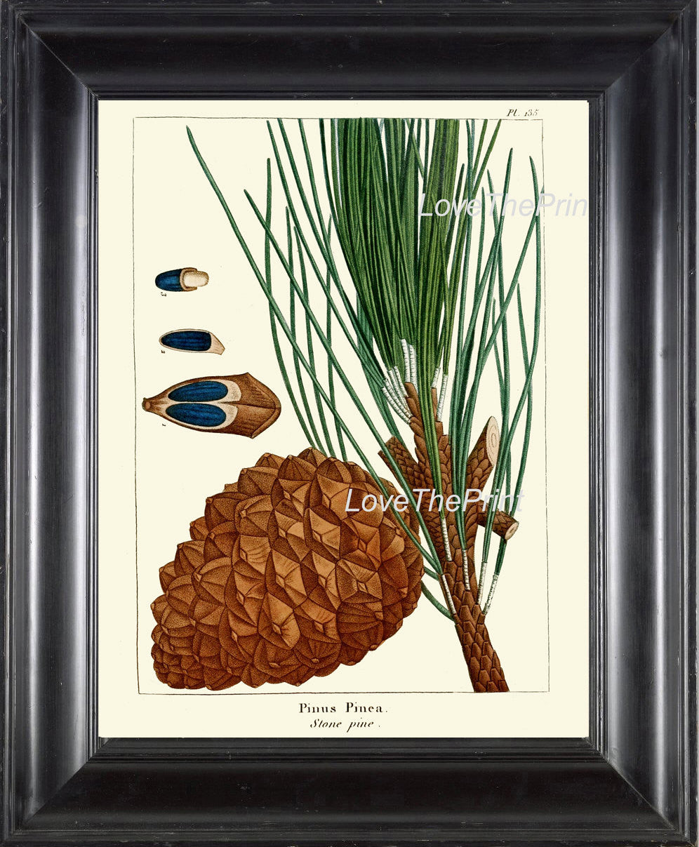 your-online-store-for-officially-licensed-botanical-print-redoute-art-print-328-beautiful-stone-pine-pinecone-tree-branch-fall-winter-christmas-forest-nature-home-wall-decor-supply_0.jpg