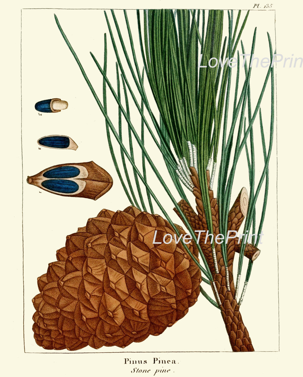 your-online-store-for-officially-licensed-botanical-print-redoute-art-print-328-beautiful-stone-pine-pinecone-tree-branch-fall-winter-christmas-forest-nature-home-wall-decor-supply_1.jpg