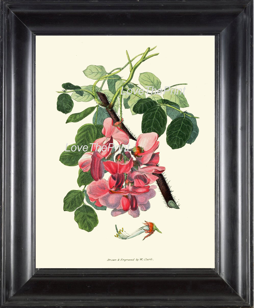 find-your-new-favorite-botanical-print-clarke-botanical-art-print-33-beautiful-pink-rose-acacia-antique-flower-garden-spring-summer-home-wall-decor-to-frame-online-hot-sale_0.jpg