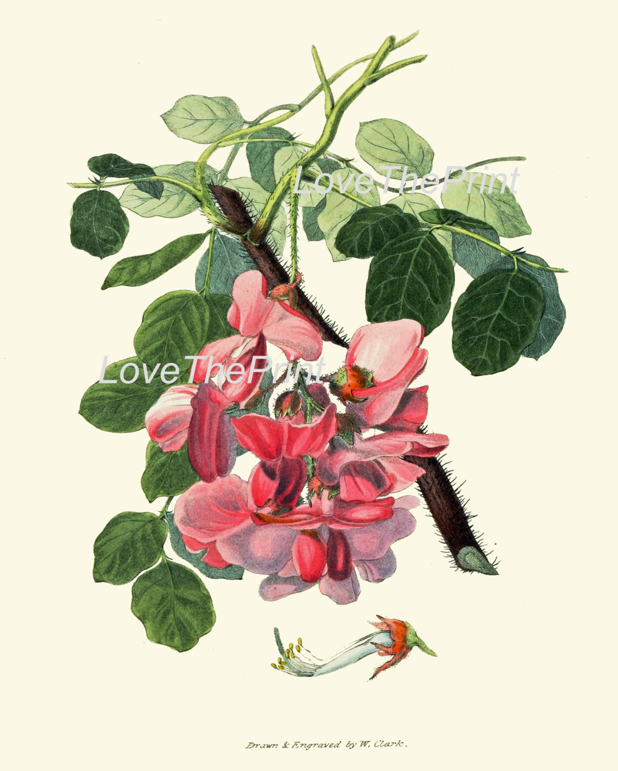 find-your-new-favorite-botanical-print-clarke-botanical-art-print-33-beautiful-pink-rose-acacia-antique-flower-garden-spring-summer-home-wall-decor-to-frame-online-hot-sale_1.jpg