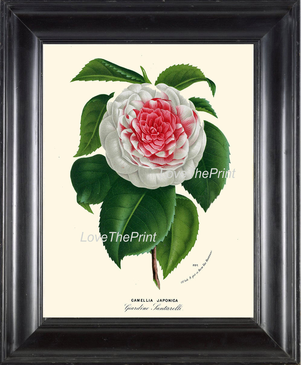 get-your-dream-of-botanical-print-houtte-art-193-beautiful-white-pink-camellia-flower-plant-antique-spring-nature-home-decor-plate-picture-illustration-online_0.jpg