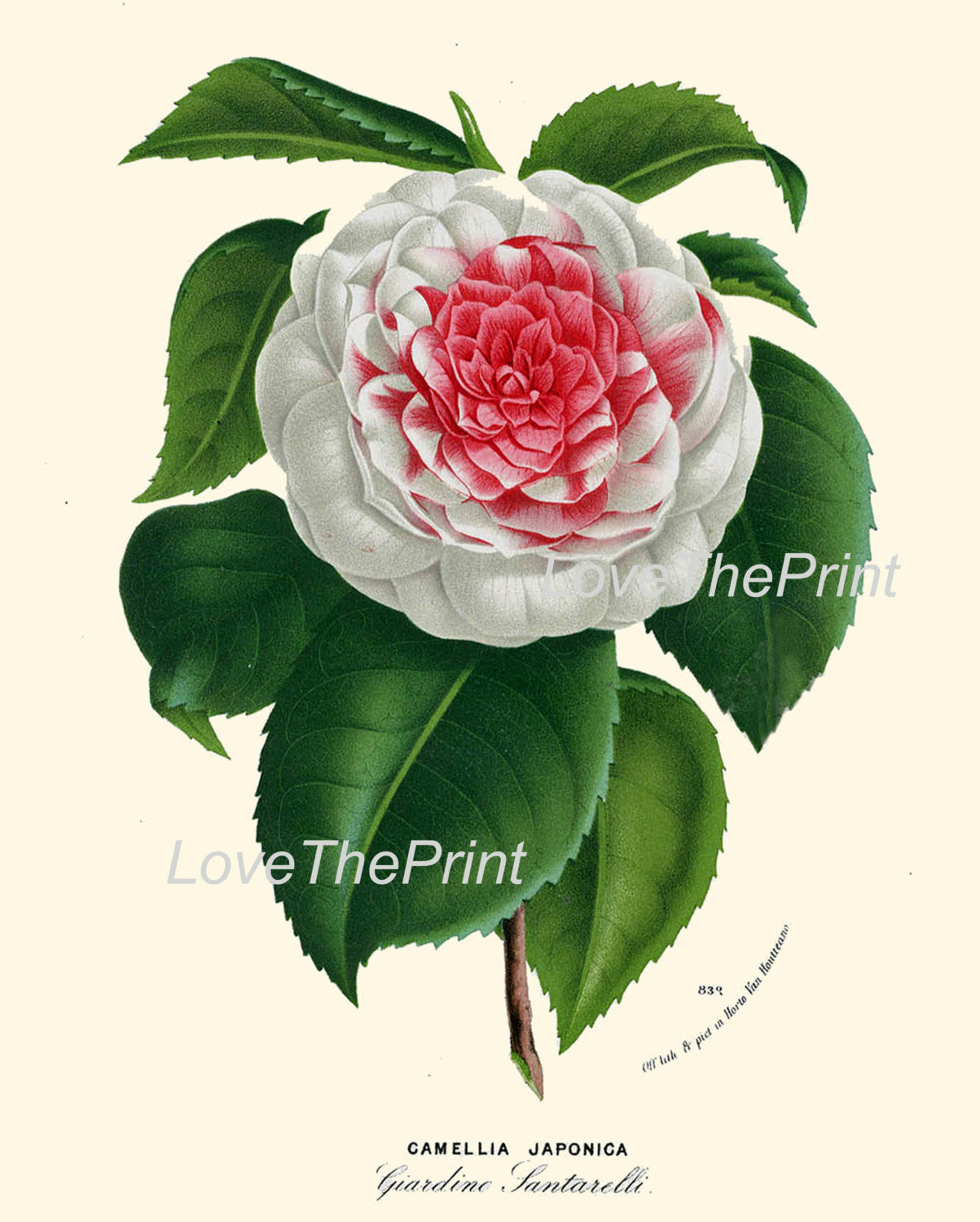 get-your-dream-of-botanical-print-houtte-art-193-beautiful-white-pink-camellia-flower-plant-antique-spring-nature-home-decor-plate-picture-illustration-online_1.jpg