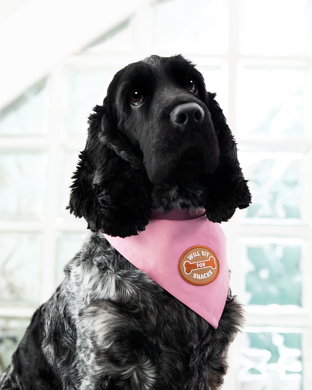 the-most-stylish-and-affordable-scouts-honour-will-sit-for-snacks-iron-on-patch-for-dogs-supply_1.png