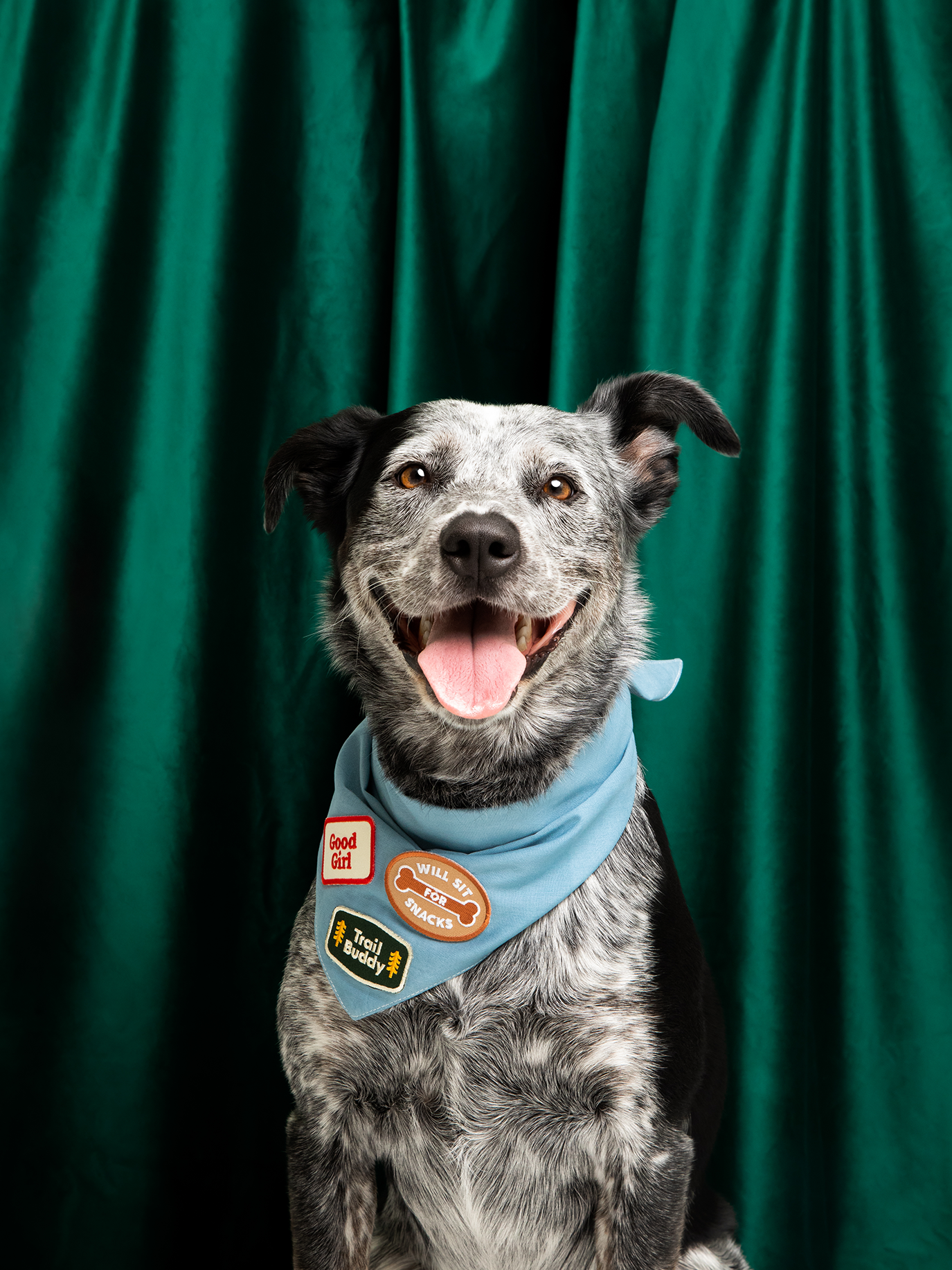 the-most-stylish-and-affordable-scouts-honour-will-sit-for-snacks-iron-on-patch-for-dogs-supply_2.png