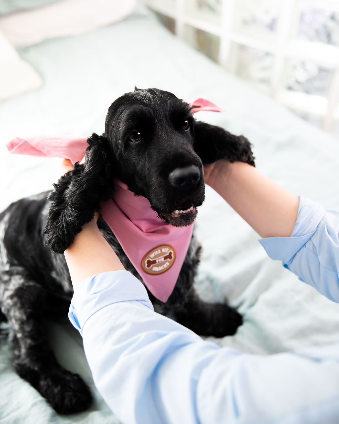 the-most-stylish-and-affordable-scouts-honour-will-sit-for-snacks-iron-on-patch-for-dogs-supply_4.png