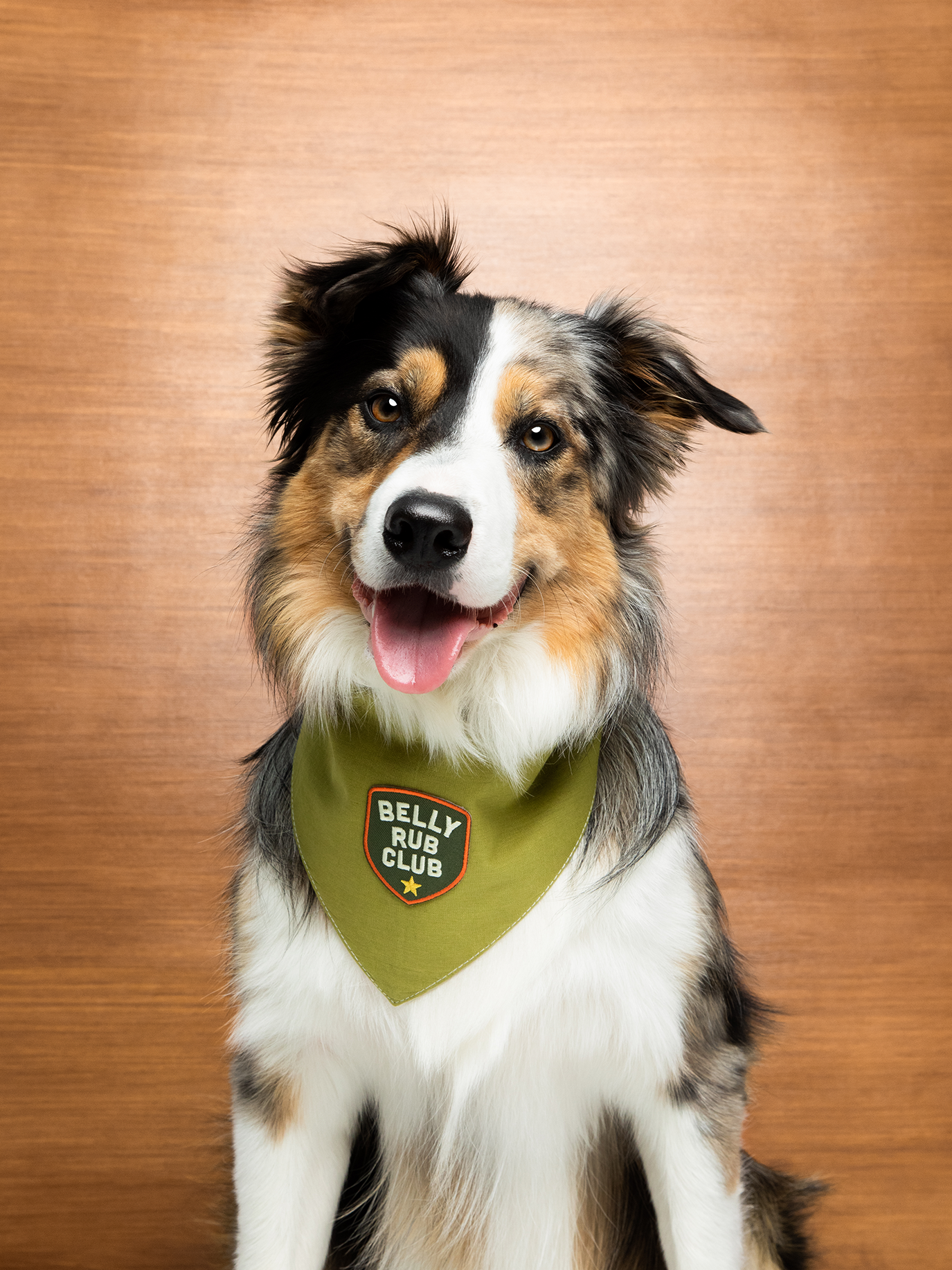 the-place-to-buy-scouts-honour-belly-rub-club-iron-on-patch-for-dogs-for-discount_4.png