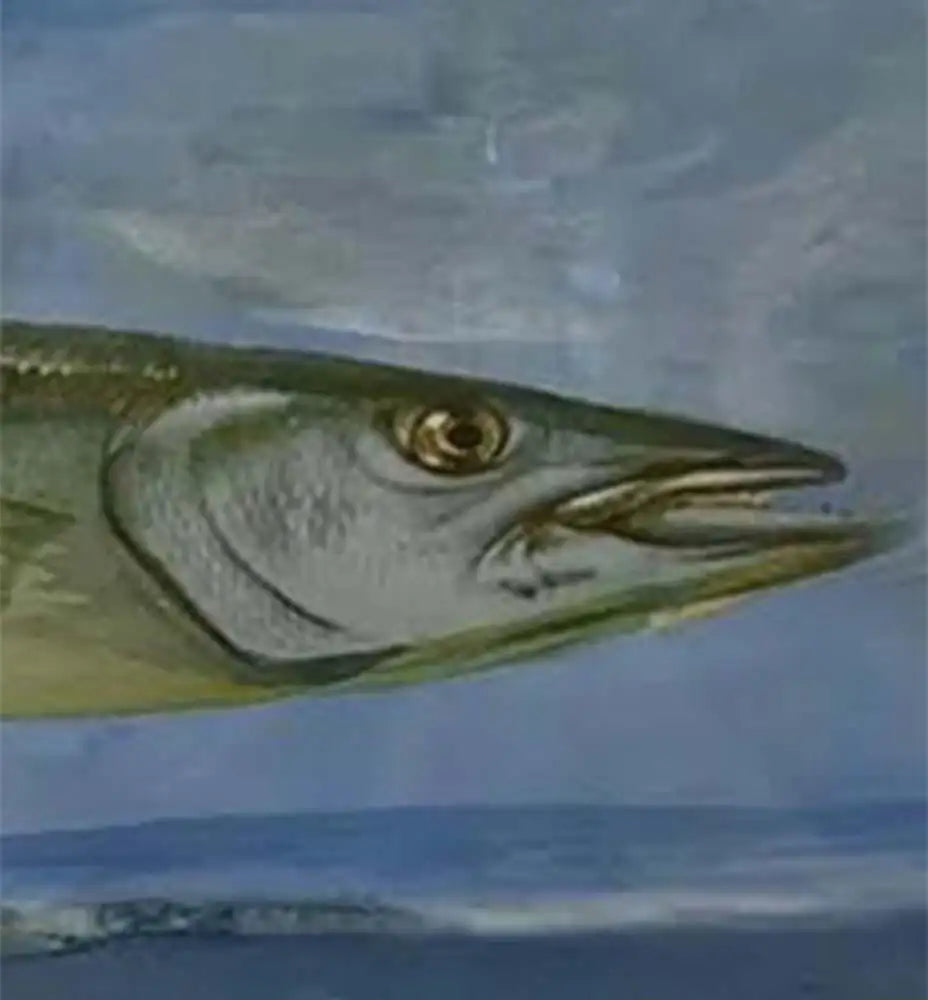 buy-all-your-favorite-barracuda-rising-print-framed-and-signed-on-sale_3.webp