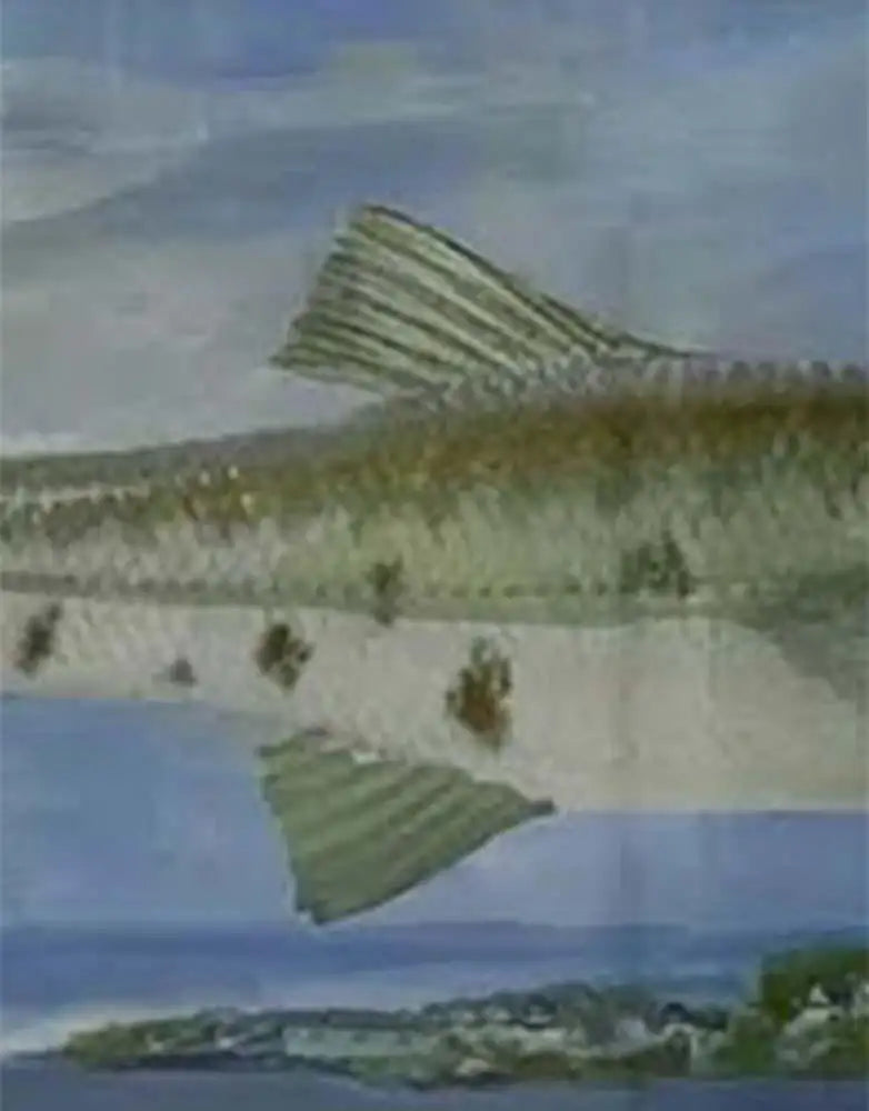 buy-all-your-favorite-barracuda-rising-print-framed-and-signed-on-sale_4.webp