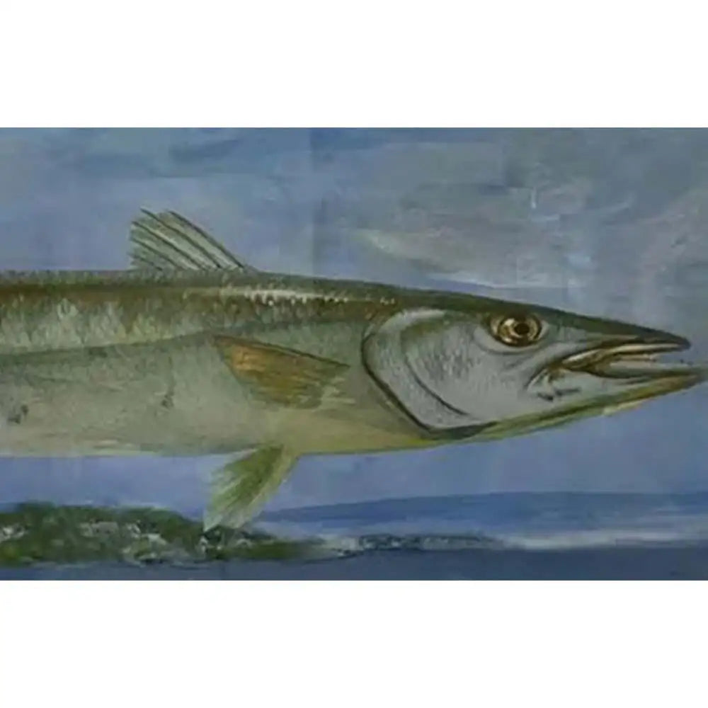 buy-all-your-favorite-barracuda-rising-print-framed-and-signed-on-sale_6.webp