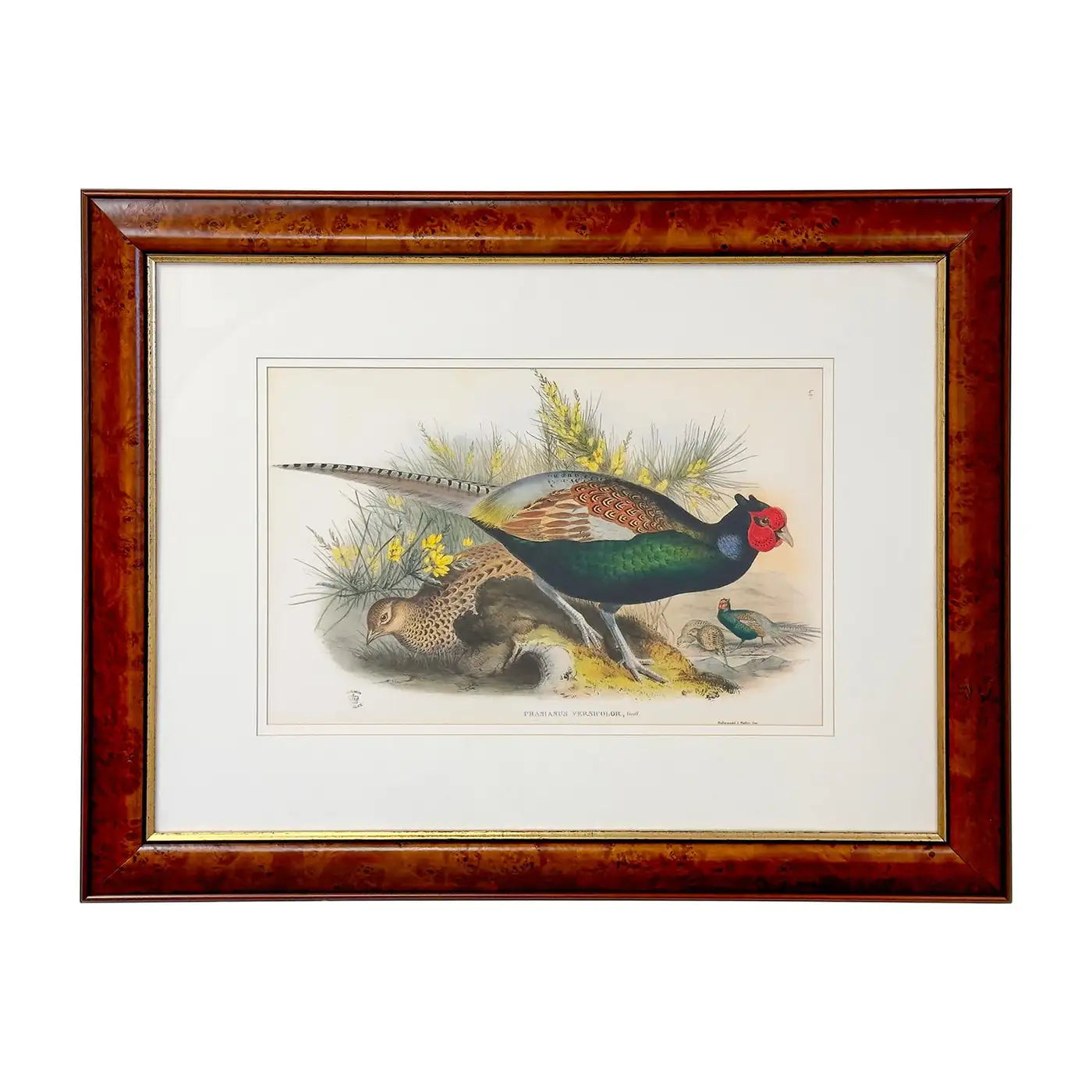 the-official-store-of-john-gould-japanese-pheasant-phasianus-versicolo-large-lithograph-framed-hot-on-sale_0.webp