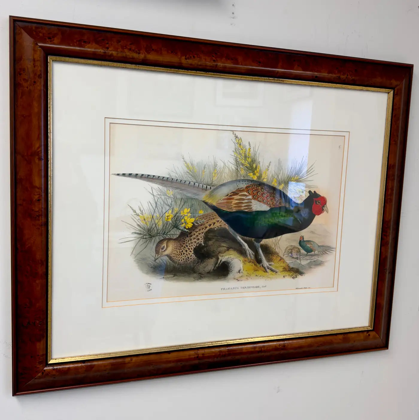 the-official-store-of-john-gould-japanese-pheasant-phasianus-versicolo-large-lithograph-framed-hot-on-sale_2.webp