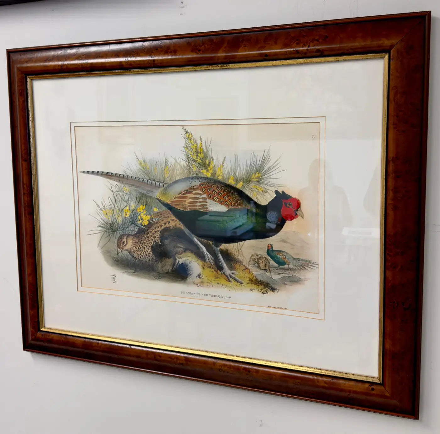 the-official-store-of-john-gould-japanese-pheasant-phasianus-versicolo-large-lithograph-framed-hot-on-sale_3.webp